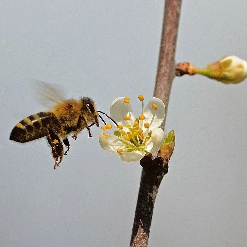 Science 速递：蜜蜂摇摆舞的社会信号学习