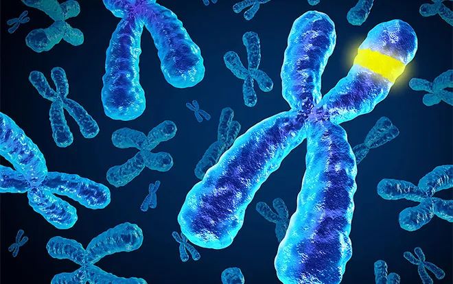 Cell新成果:找到关键分子!揭秘端粒如何保护细胞不过早衰老生物探索